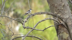 Ficedula semitorquata