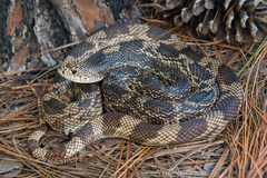 Pituophis melanoleucus
