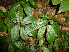 Begonia danumensis