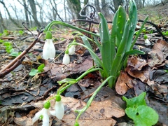 Galanthus alpinus