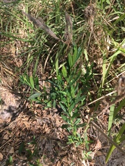 Angiospermae