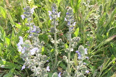 Salvia verbenaca