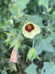 Hibiscus physaloides