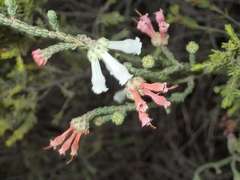 Erica strigilifolia