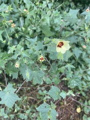 Hibiscus physaloides