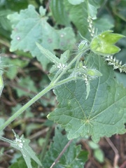 Hibiscus physaloides