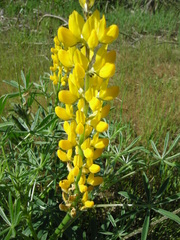 Lupinus luteus