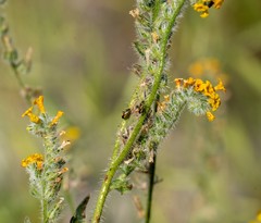 Plagiognathus moerens