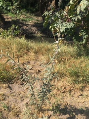 Sphaeralcea angustifolia