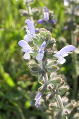 Salvia verbenaca