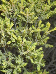 Erica strigilifolia