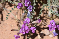 Astragalus zionis