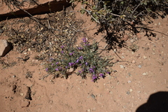 Astragalus zionis