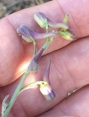 Delphinium parryi