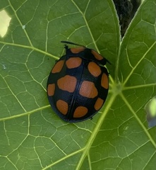 Botanochara decempustulata