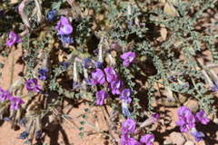 Astragalus zionis