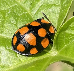 Botanochara decempustulata