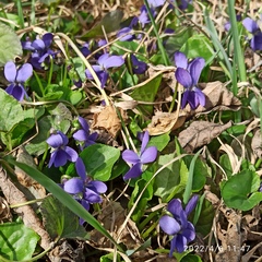 Viola odorata