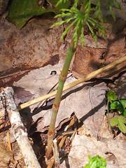 Equisetum sylvaticum image