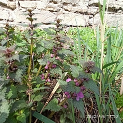 Lamium maculatum
