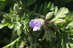 Erodium ciconium