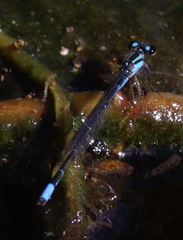 Acanthagrion lancea
