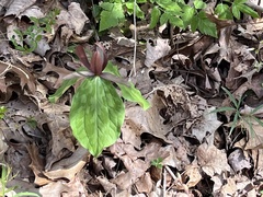 Trillium sessile