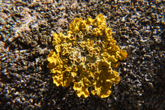 Xanthoria parietina