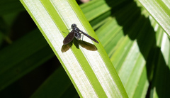 Anthrax aterrimus