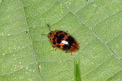 Mycotretus ornatus
