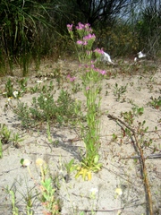 Centaurium grandiflorum