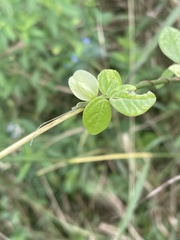 Macrotyloma axillare axillare