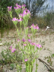 Centaurium grandiflorum