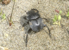 Scarabaeus semipunctatus