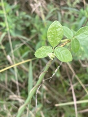 Macrotyloma axillare axillare