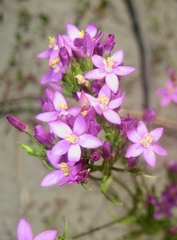 Centaurium grandiflorum