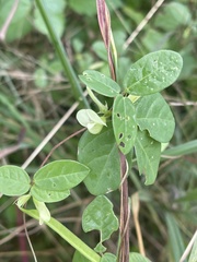 Macrotyloma axillare axillare