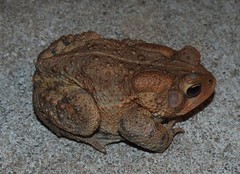 Anaxyrus americanus