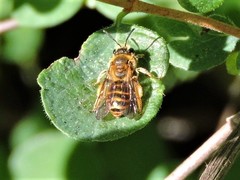 Andrena auricoma