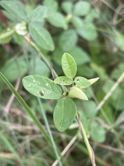 Macrotyloma axillare axillare