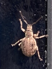 Thricolepis inornata
