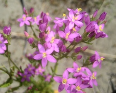 Centaurium grandiflorum
