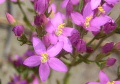Centaurium grandiflorum
