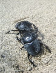 Scarabaeus semipunctatus