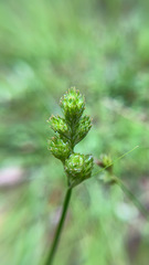 Carex vexans