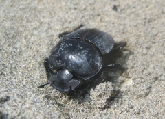 Scarabaeus semipunctatus