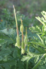 Erodium ciconium