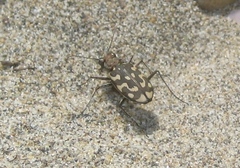 Lophyra flexuosa
