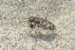 Lophyra flexuosa