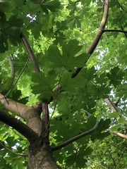 Acer macrophyllum